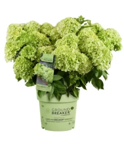 Bodendecker-Rispen-Hortensie Groundbreaker® 'Greeny' ™