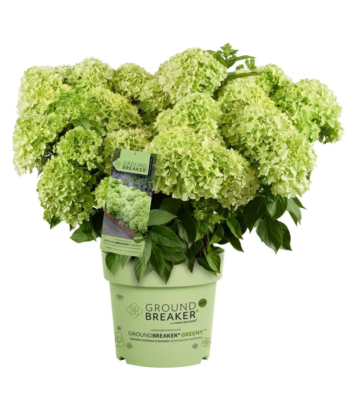 Bodendecker-Rispen-Hortensie Groundbreaker® 'Greeny' ™