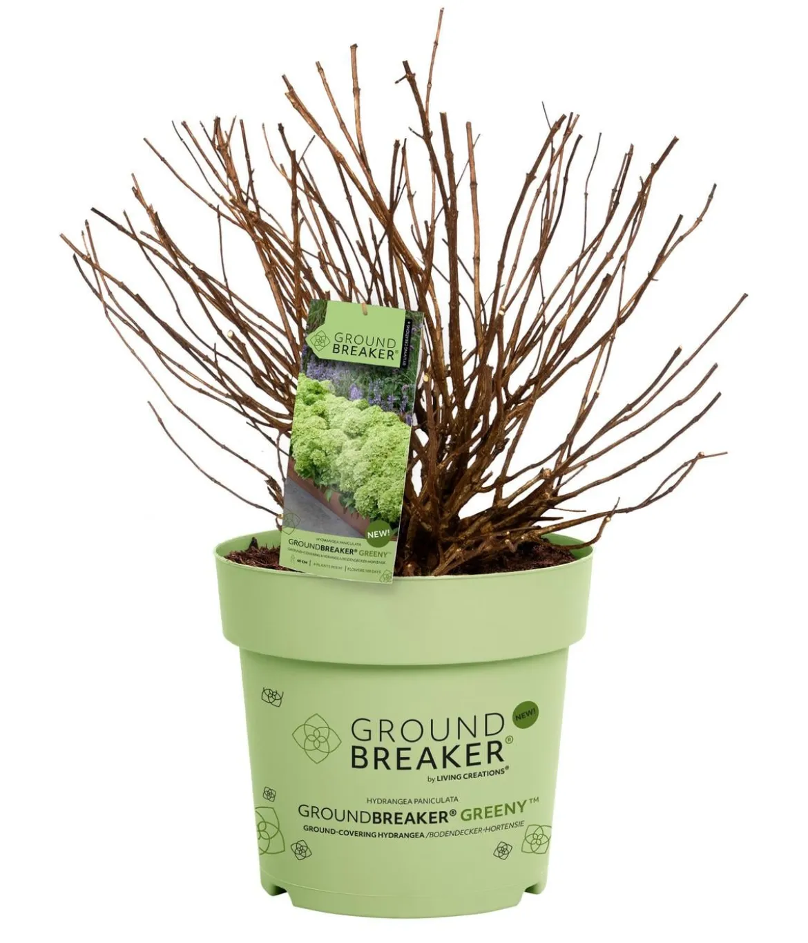 Bodendecker-Rispen-Hortensie Groundbreaker® 'Greeny' ™