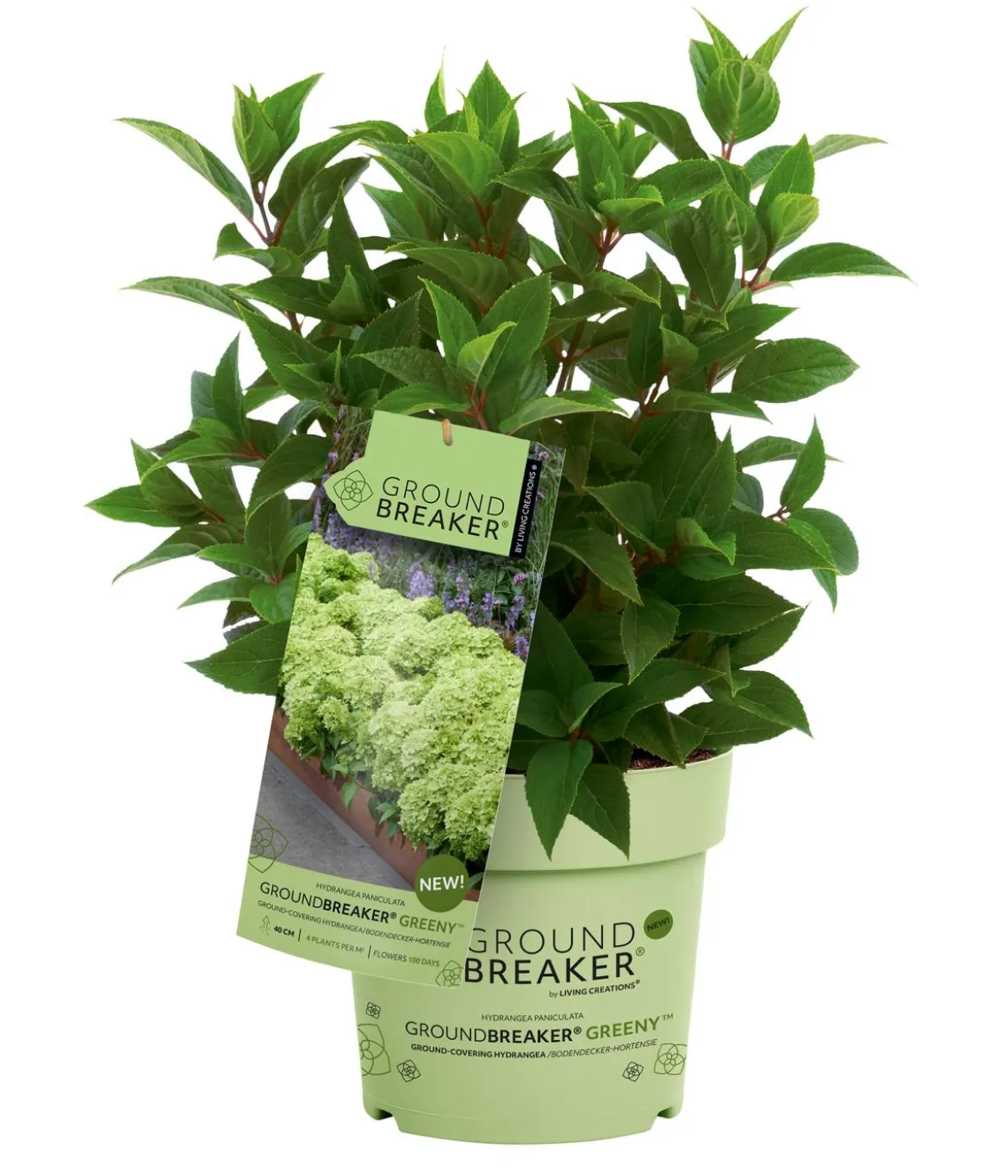 Bodendecker-Rispen-Hortensie Groundbreaker® 'Greeny' ™