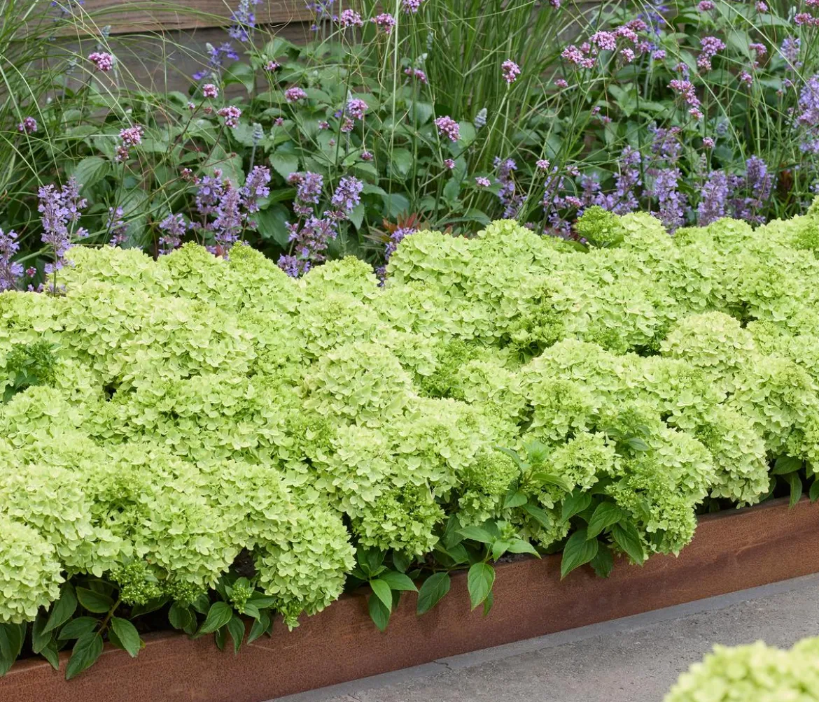 Bodendecker-Rispen-Hortensie Groundbreaker® 'Greeny' ™
