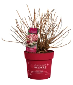 Bodendecker-Rispen-Hortensie Groundbreaker® 'Ruby' ™