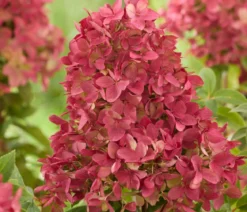 Bodendecker-Rispen-Hortensie Groundbreaker® 'Ruby' ™