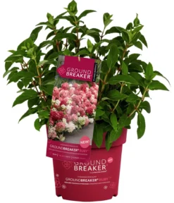 Bodendecker-Rispen-Hortensie Groundbreaker® 'Ruby' ™