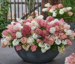 Bodendecker-Rispen-Hortensie Groundbreaker® 'Blush' ™