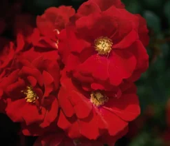 Bodendeckerrose 'Austriana®'