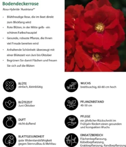 Bodendeckerrose 'Austriana®'