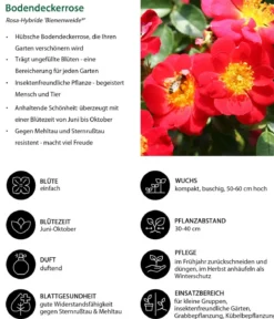 Bodendeckerrose 'Bienenweide®', rot