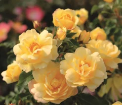 Bodendeckerrose 'Candela®'