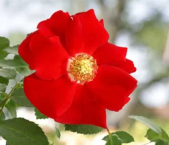 Bodendeckerrose 'Cityflor®', verschiedene Farben