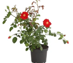Bodendeckerrose 'Cityflor®', verschiedene Farben