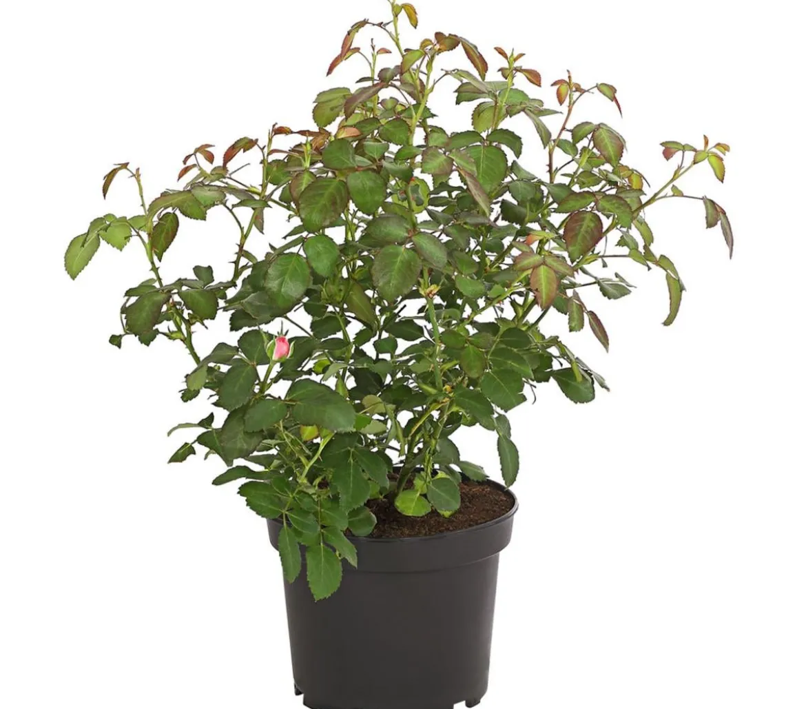 Bodendeckerrose 'Cityflor®', verschiedene Farben