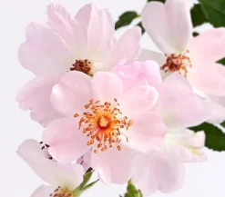 Bodendeckerrose 'Cityflor®', verschiedene Farben