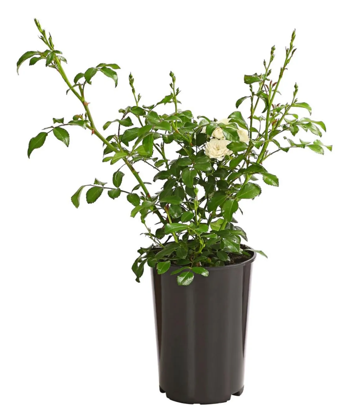 Bodendeckerrose 'Crystal Fairy®'