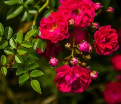Bodendeckerrose 'Fairy King®', rot