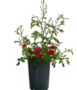 Bodendeckerrose 'Fairy King®', rot
