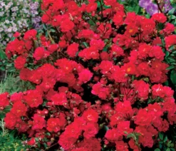 Bodendeckerrose 'Fairy King®', rot