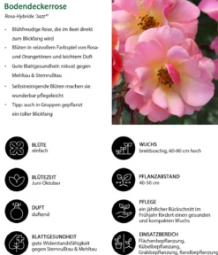 Bodendeckerrose 'Jazz®'
