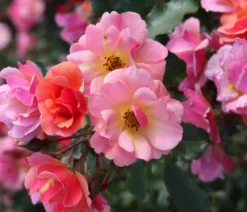 Bodendeckerrose 'Jazz®'