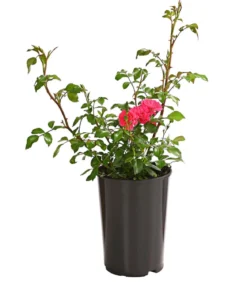 Bodendeckerrose 'Lovely Fairy®'