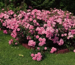 Bodendeckerrose 'Mirato®'