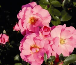 Bodendeckerrose 'Mirato®'