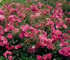 Bodendeckerrose 'Mirato®'