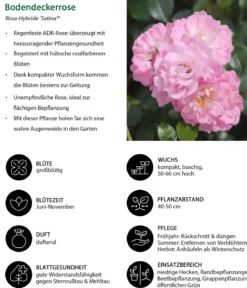 Bodendeckerrose 'Satina®'
