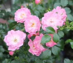 Bodendeckerrose 'Satina®'