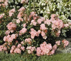 Bodendeckerrose 'Satina®'