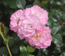 Bodendeckerrose 'Satina®'
