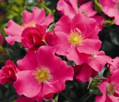 Bodendeckerrose 'Stadt Rom®'