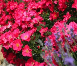 Bodendeckerrose 'Stadt Rom®'