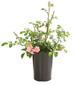 Bodendeckerrose 'The Fairy®', rosa