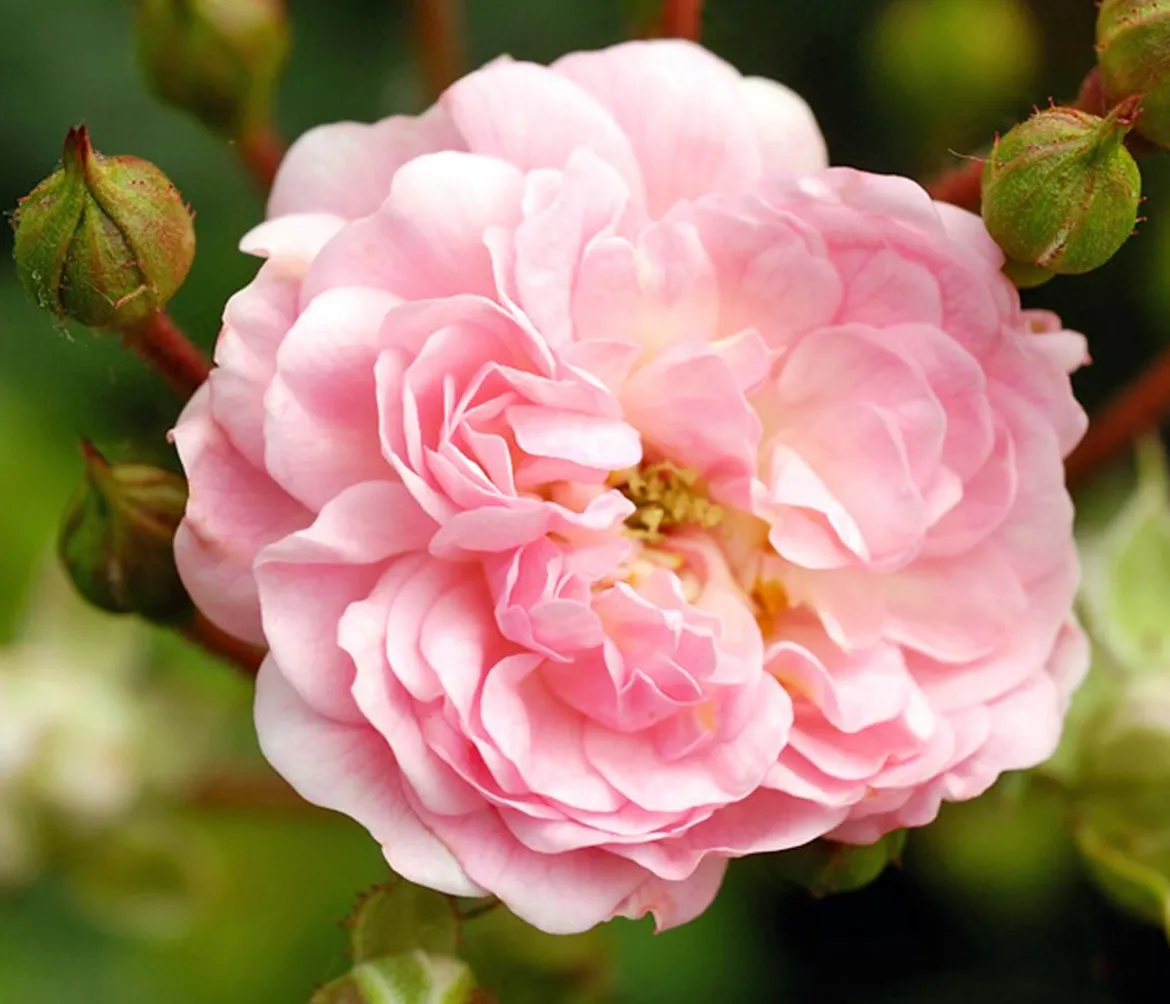 Bodendeckerrose 'The Fairy®', rosa