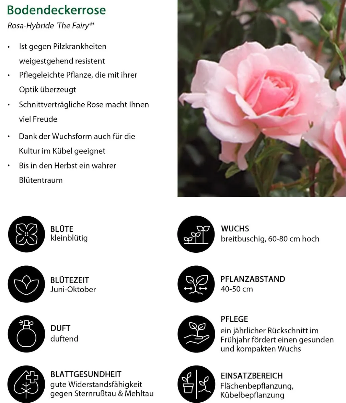 Bodendeckerrose 'The Fairy®', rosa