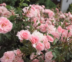 Bodendeckerrose 'The Fairy®', rosa