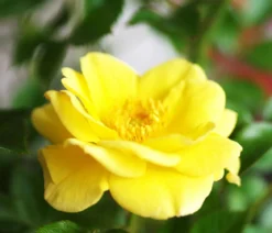 Bodendeckerrose 'Yellow Fairy®'
