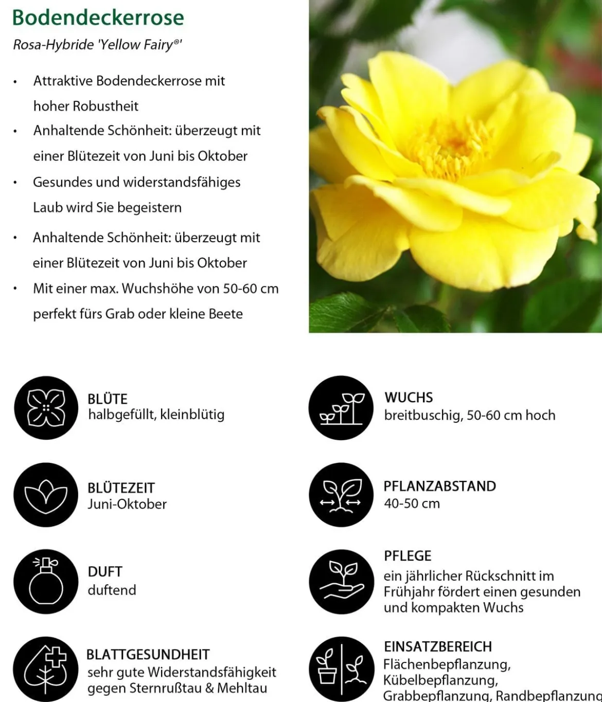 Bodendeckerrose 'Yellow Fairy®'