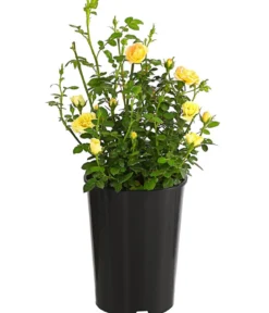 Bodendeckerrose 'Yellow Fairy®'