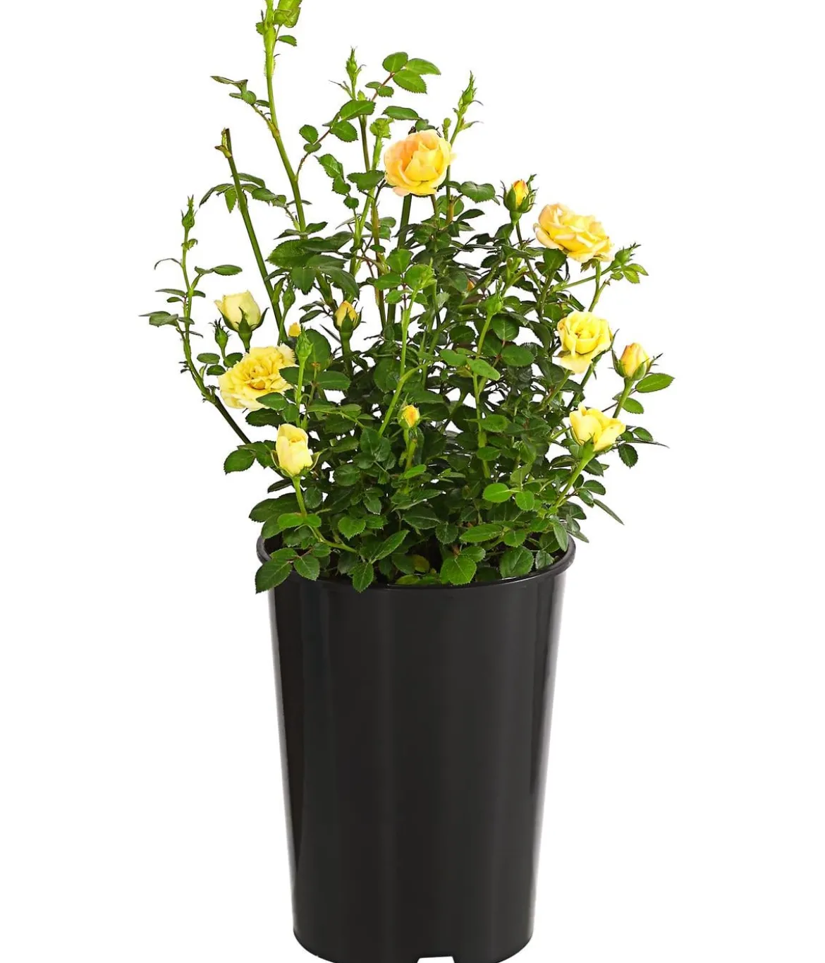 Bodendeckerrose 'Yellow Fairy®'