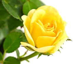 Bodendeckerrose 'Yellow Fairy®'