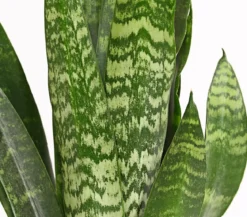 Bogenhanf - Sansevieria 'Black Coral'