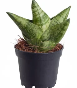 Bogenhanf - Sansevieria 'Boncellensis'