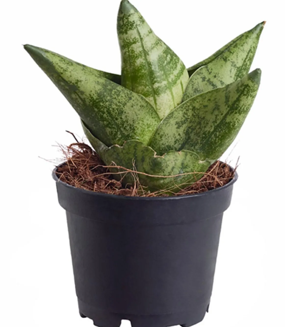 Bogenhanf - Sansevieria 'Boncellensis'