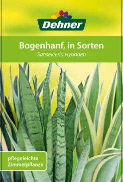 Bogenhanf - Sansevieria cylindrica 'Mikado'