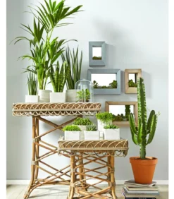 Bogenhanf - Sansevieria cylindrica 'Mikado'