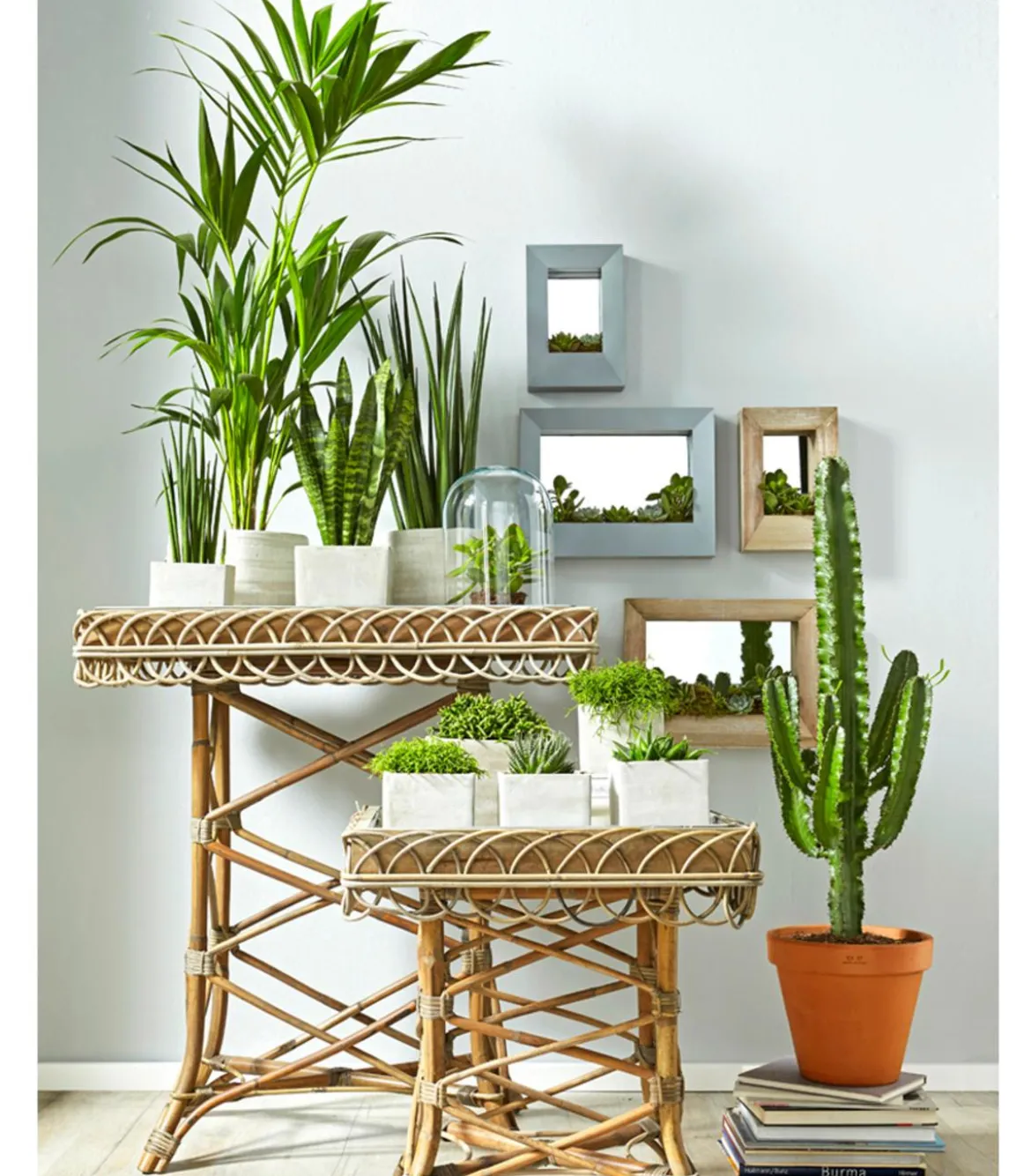 Bogenhanf - Sansevieria cylindrica 'Mikado'