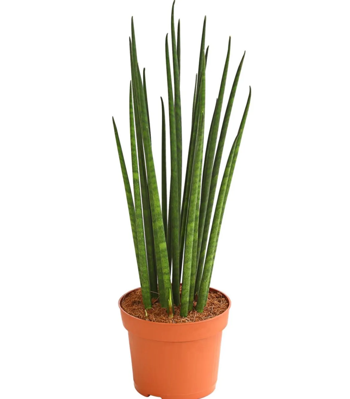 Bogenhanf - Sansevieria cylindrica 'Mikado'