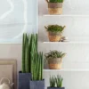Bogenhanf - Sansevieria cylindrica 'Straight'